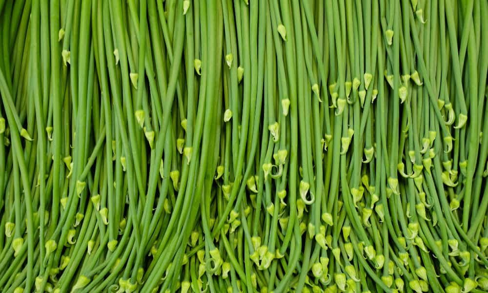 Chinese Chives