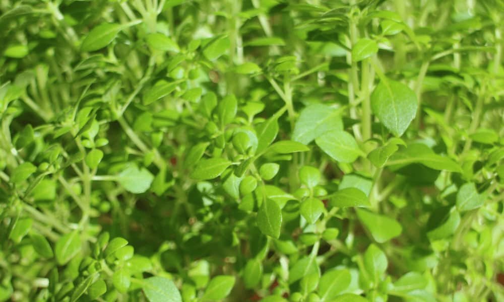 Greek Basil Plant