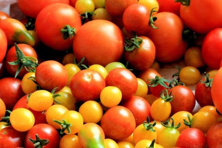 A pile of red and yellow tomatoes on a table, indicating potential freezing.