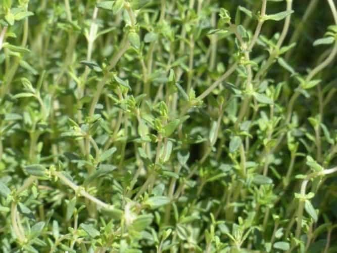 How to Freeze Thyme