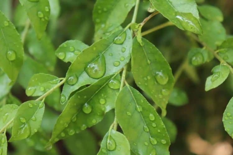 freeze curry leaves scaled