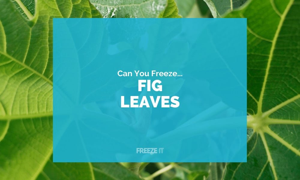 Can You Freeze Fig Leaves