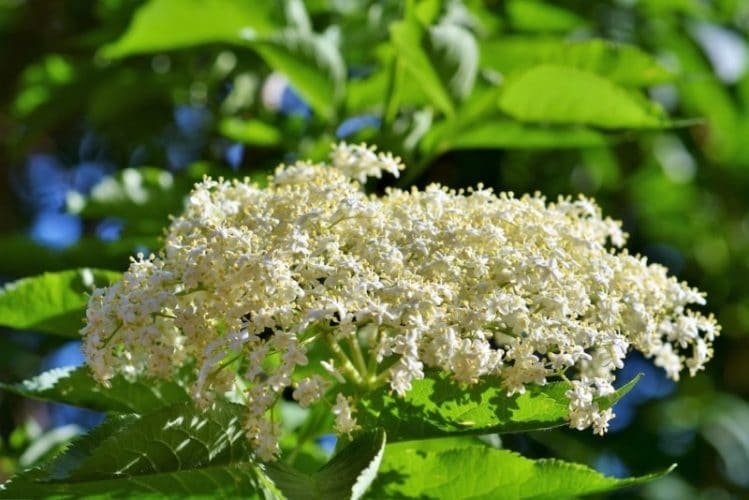 Freeze Elderflowers