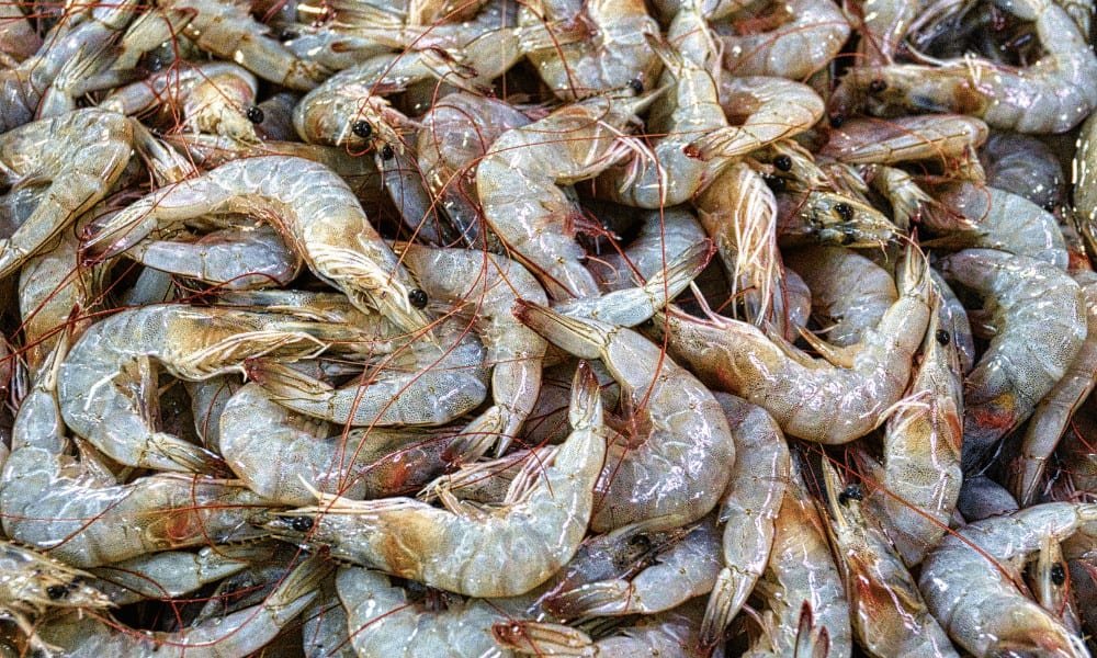 Prawns