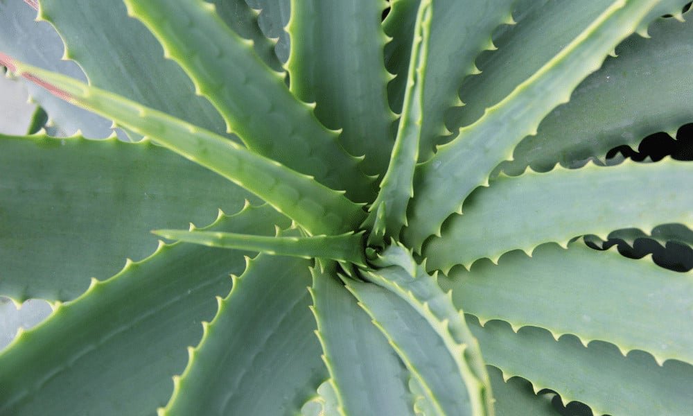 A close up of an aloe vera plant leaves