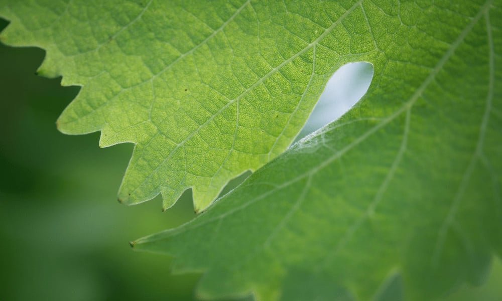 Freeze Vine Leaves