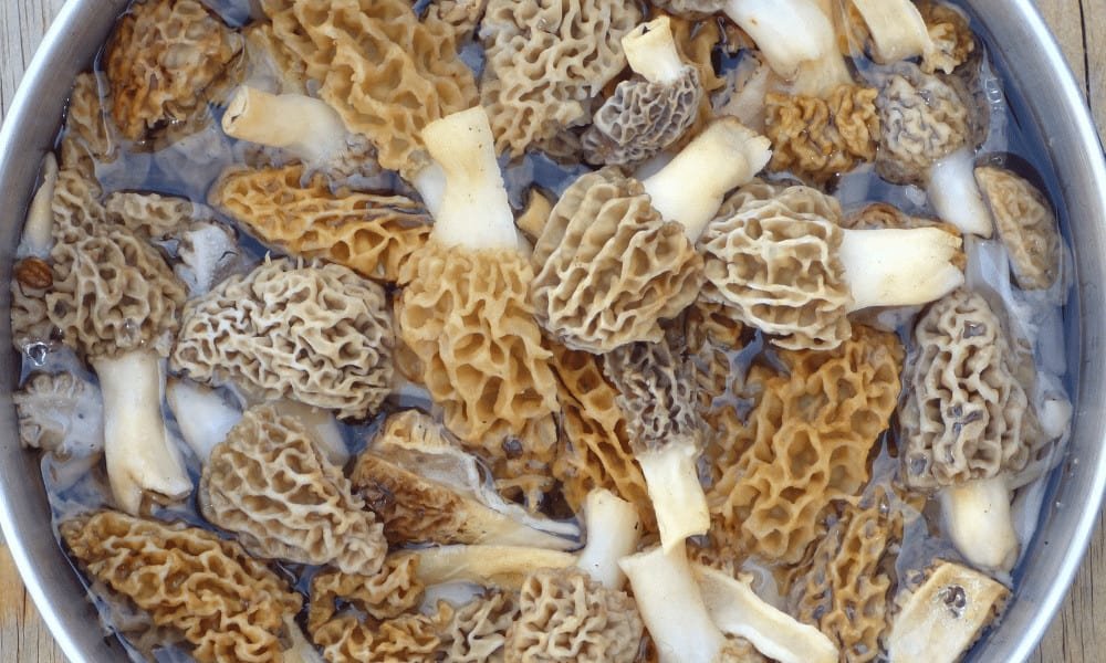 Cook Morels