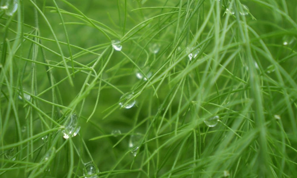 Fennel Fronds