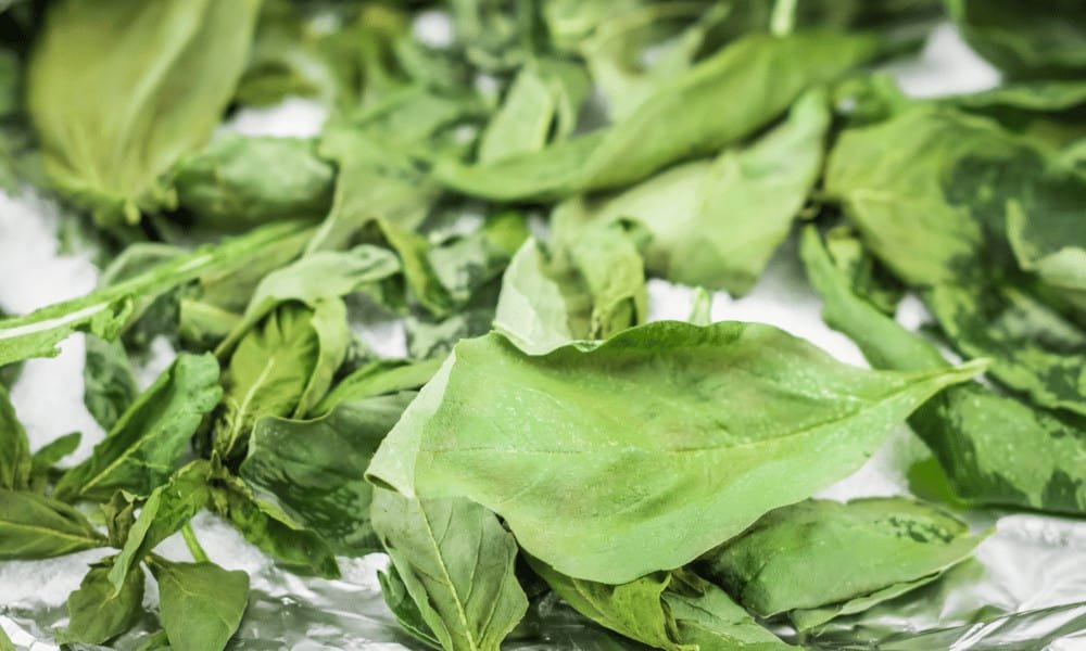 Frozen Basil Leaves