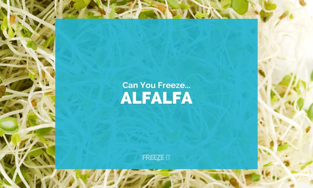 Can You Freeze Alfalfa Sprouts