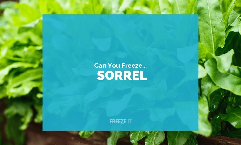 Can You Freeze Sorrel