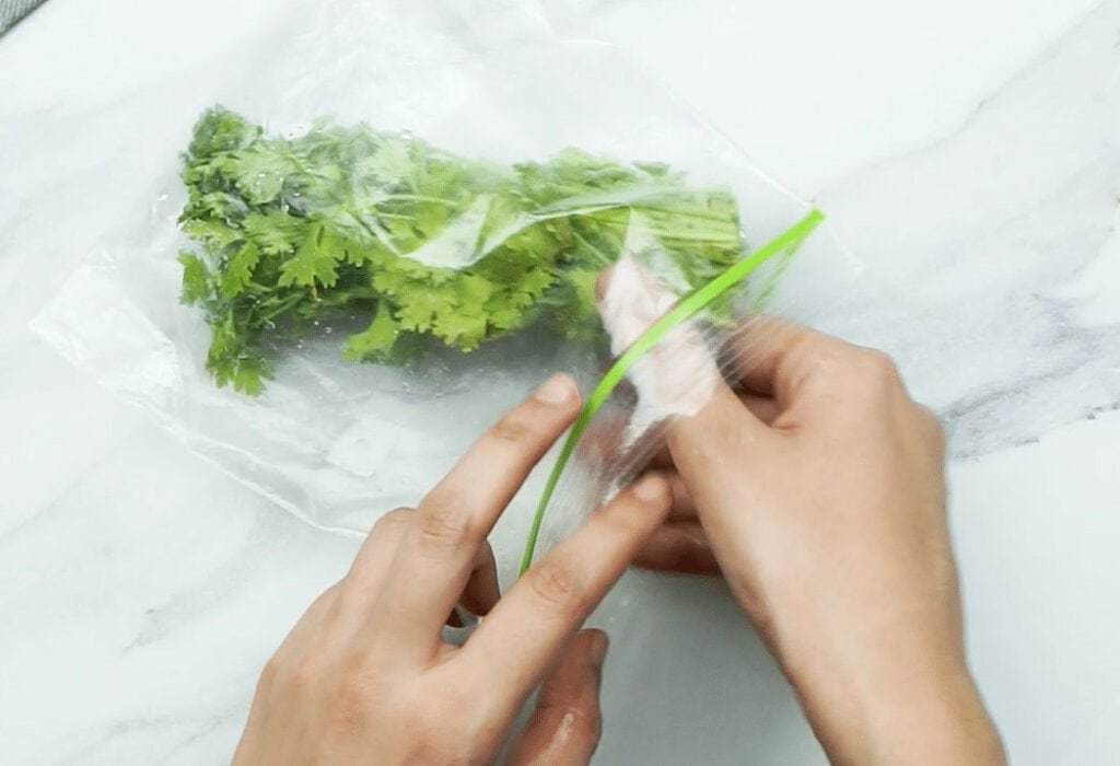 A woman's hands pushing cleaned coriander stems and leaves into a clear freezer bag