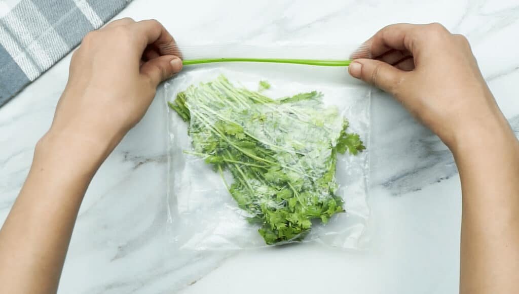 A woman's hands sealing up a freezer bag filled with coriander leaves and stalks