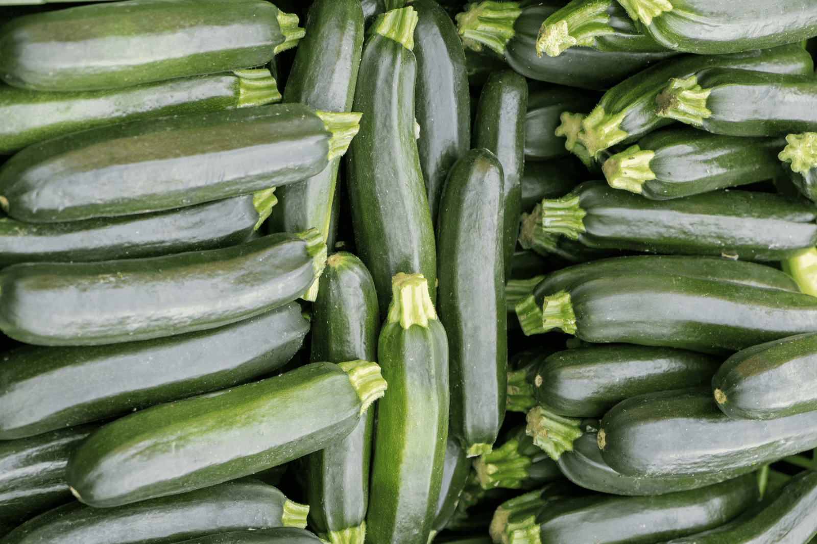 Zucchini