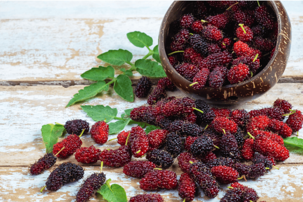 Mulberries